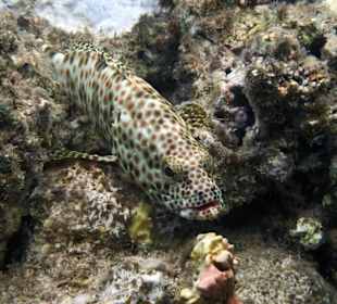 Rostflecken-Zackenbarsch