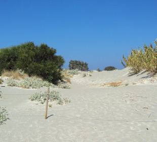 Elafonissi Strand Dünen