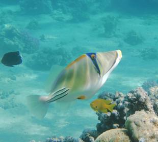 Schnorcheln Makadi Bay