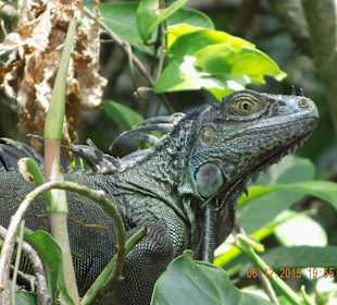 Leguan während der Bootstour