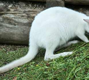 Kameltheater & Weißer Hof