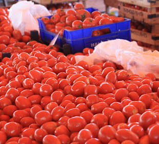 Tomaten vom feinsten...