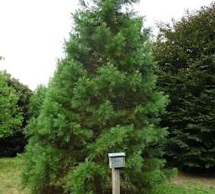 Rundgang durch das Arboretum in Wildeshausen
