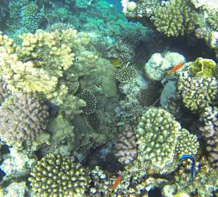 Korallen u. deren Bewohner 