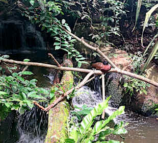 Singapur Zoo