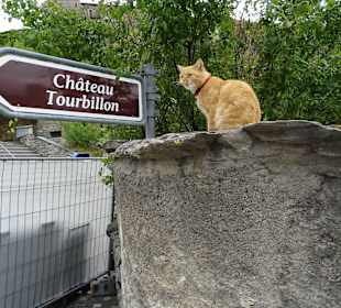Hier wache ich, keine Maus kommt rein.