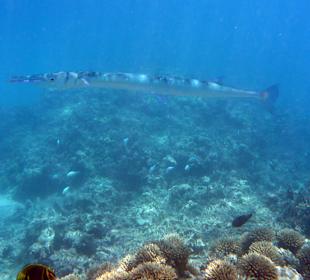 Schnorcheln Blue Bay