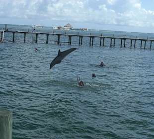 Delfinstation nicht weit vom Hotel Dreams Palm Beach Punta C