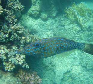 Besenschwanzfeilenfisch