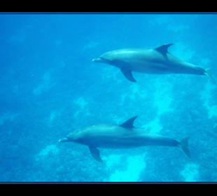 Delphintour 02.05.2012