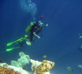 Tauchgang beim Hausriff