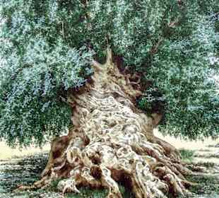 Ein sehr alter Olivenbaum