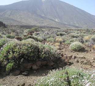 Park Teide
