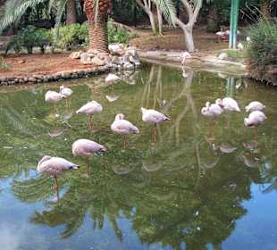 Zwergflamingos