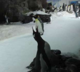 Besonders die Kinder hatten viel Spaß