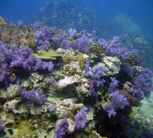 Tauchen bei Racha Island