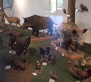 Natur- und Jagdmuseum