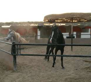 Stall bei den "Red Sea Horses"