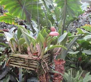 Orchidee 23