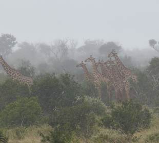Giraffen wie hingestellt für Foto