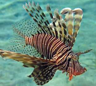 Schnorcheln am Hausriff