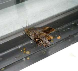 Freifliegender Schmetterling