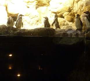 Pinguine 