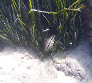 Unterwasser in der Bucht 