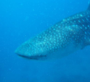Oslob