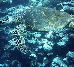 Turtle - Hotel Hauza Beach Resort