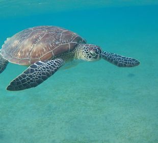 Schildkröte