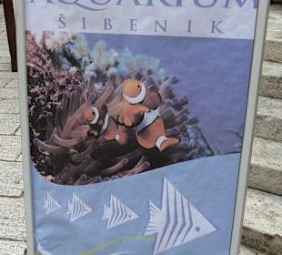 Mit adriatischen und exotischen Fischarten