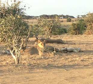 Löwenrudel beim Mittagsschlaf