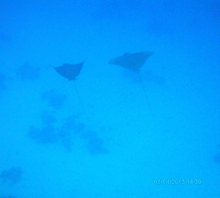 Majestätisch - Adlerrochen beim schnorcheln am Kap