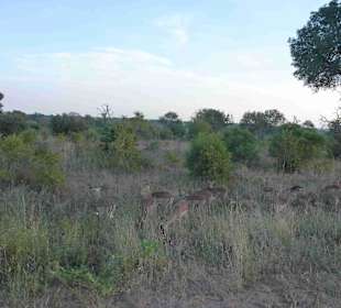 Krüger Nationalpark