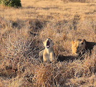 Morgens vor halb 10 in Afrika