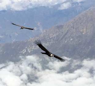 Condor Cross