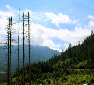 Weg- Meeresauge Zakopane.