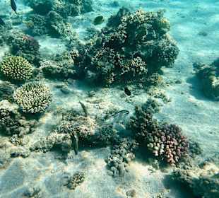Schnorcheln Marsa Alam