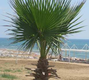 Strandpalme