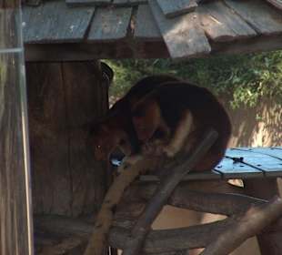 Ma che strani animaletti!