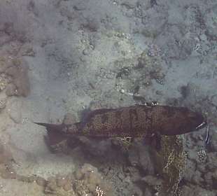 Pesci di barriera 4, cernia