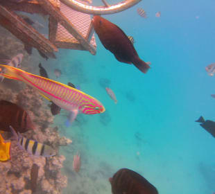 Schnorcheln Makadi Bay