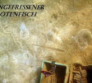 angefressener Flötenfisch