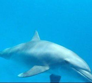 Delfin-Tour