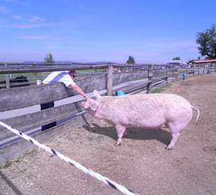 Viel Auslauf für Schweine