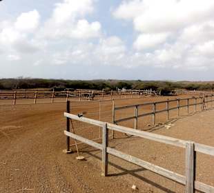 Impressionen von der Straußenfarm