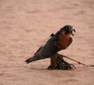 Die Vögel