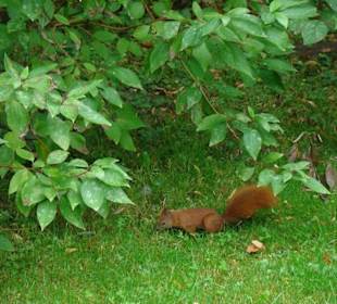 Zwierzęta mieszkające w parku