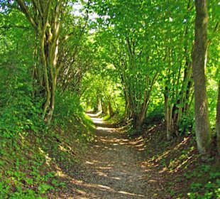 Der Therapeutische Wanderweg